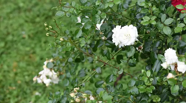 Белые розы: 10 самых красивых и устойчивых сортов белоснежных роз для посадки в цветник