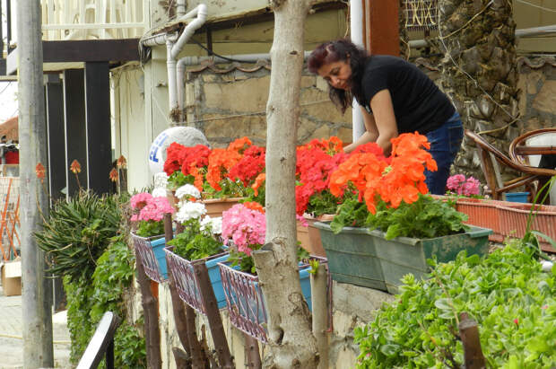 Почему в Турции любят герань?