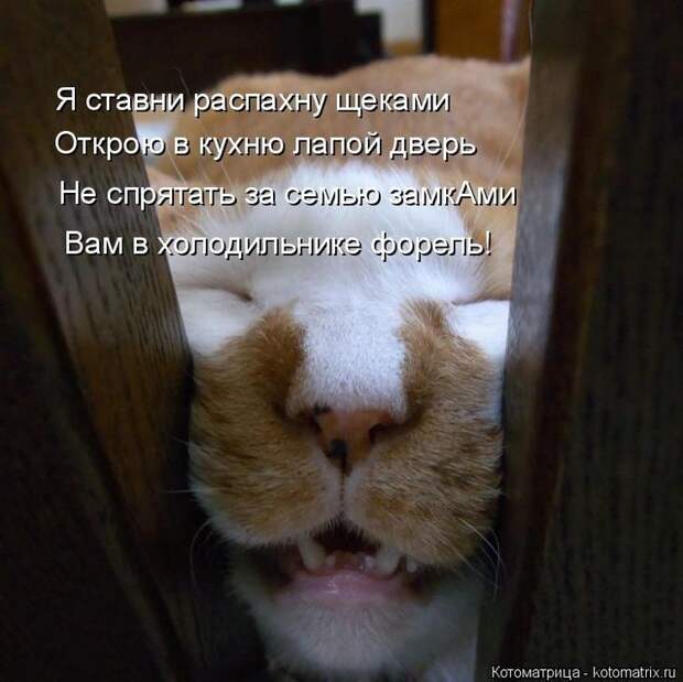 Котоматрицы