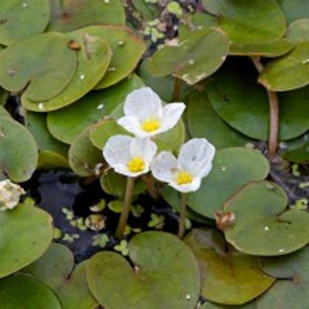 Водокрас лягушачий или Водокрас обыкновенный (Hydrocharis morsus-ranae)