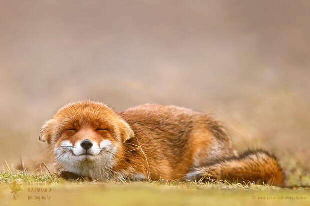 Дикие лисы в фотографиях Roeselien Raimond