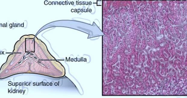 Преднизолон оказался предпочтительнее при надпочечниковой недостаточности