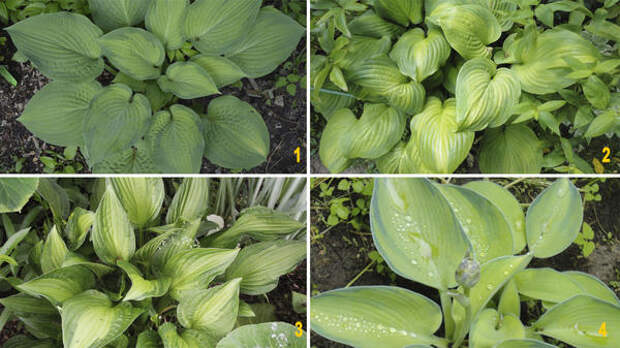 Разнообразие хост поражает, и, чтобы не потеряться в их удивительном мире, необходимо иметь общее представление о том, какими бывают эти