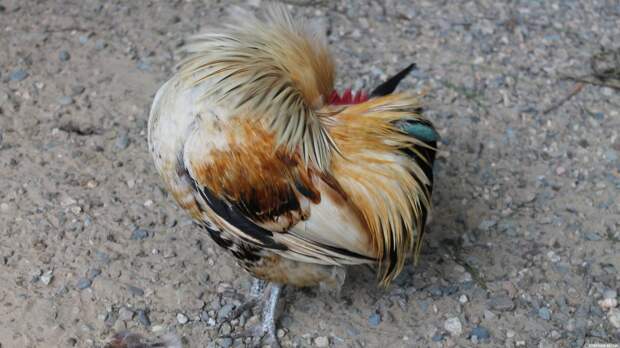 В Чехии из-за птичьего гриппа выбраковывают 750 тысяч кур