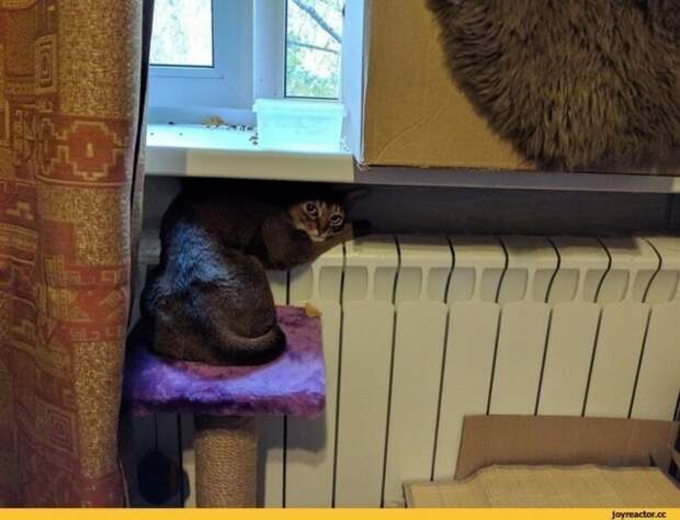 Мерзлявые коты коты, тепло, фото