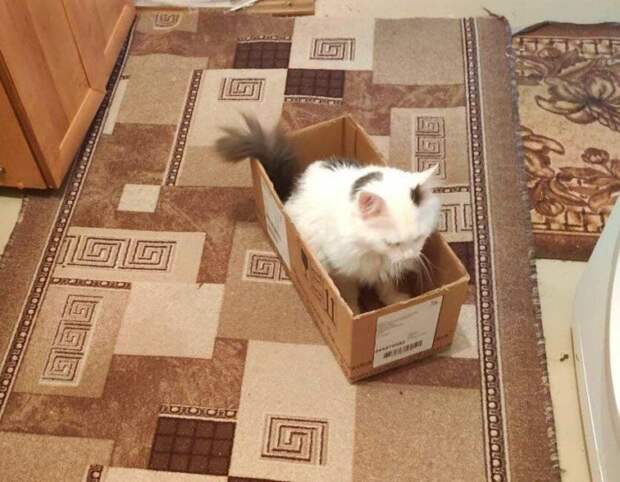 Почему котики так сильно любят коробки?