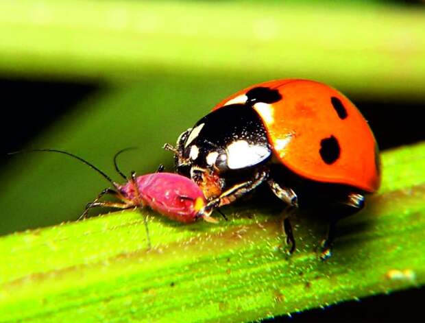 Суперхищники. Coccinellidae животные, факты