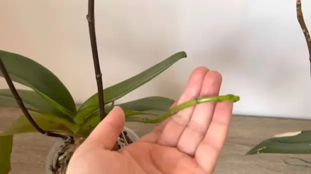 Как при помощи трюка заставить орхидею выпустить новый цветонос