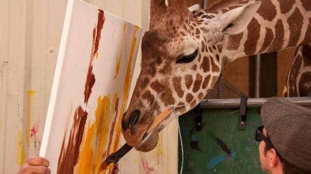 В заповеднике Невады живет жираф-художник