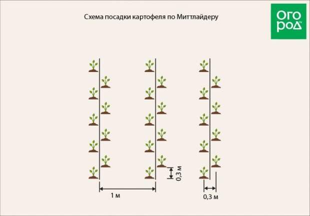 Схема посадки картофеля по Миттлайдеру