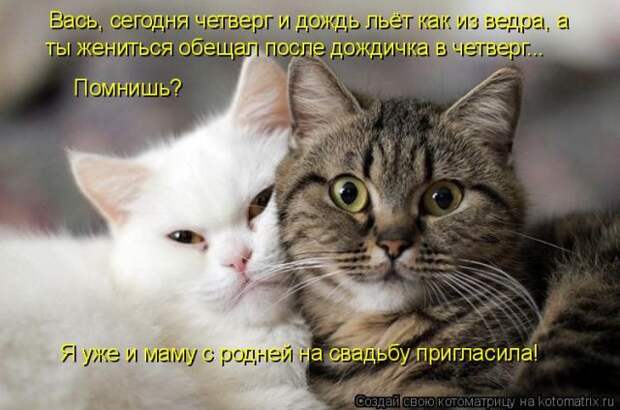 Лучшие котоматрицы недели (50 фото)