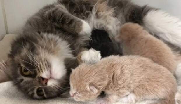 Котята едят Кошка кормит котят