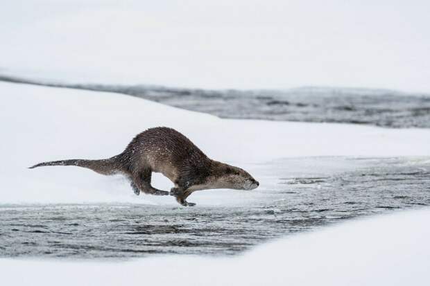 Фото: Yellowstone National Park/flickr.com