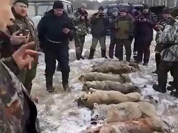 Охотники поедают сердце жертвы волки, казахстан, неаппетитно, овцы, отстрел хищников, охота, охотники, съесть сердце