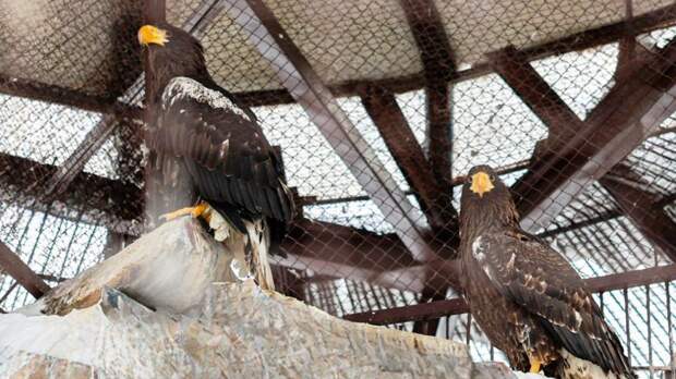 В Екатеринбургском зоопарке создадут новую генетическую линию белоплечих орланов