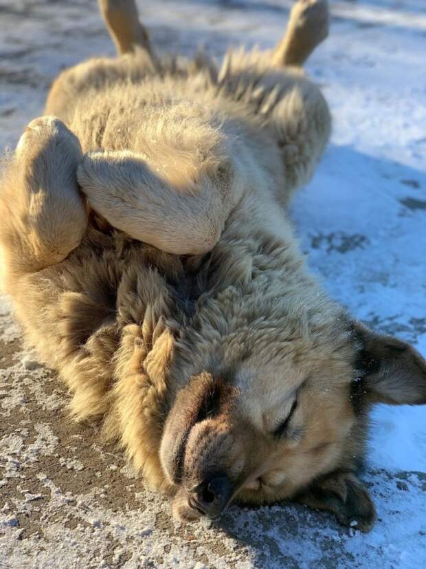 Бездомный пёс Кефир из Соснового Бора, стал лучшей собакой России