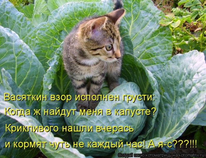 Лучшие котоматрицы недели (50 фото)