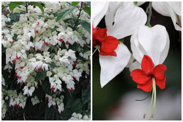 Клеродендрум (Clerodendrum) деревья, красота, кустарники, природа, цветы