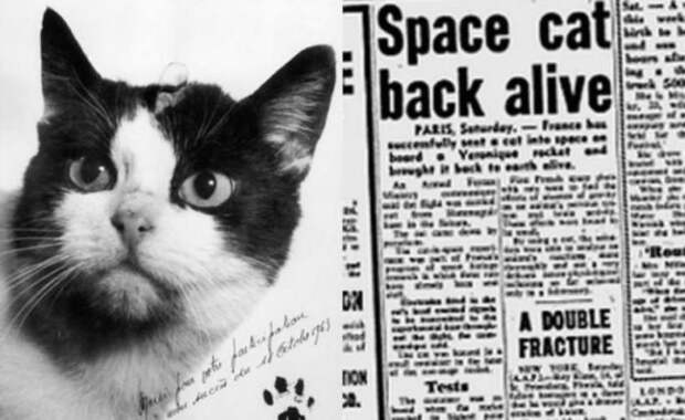 Первая кошка-космонавт Фелисетта