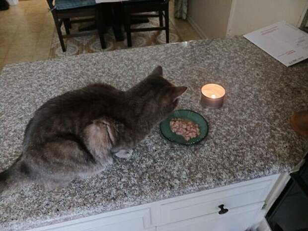 Внезапные котейки, которые неожиданно заявились к людям