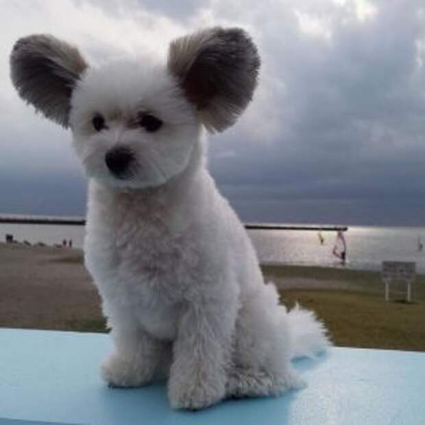 goma-dog-with-mouse-like-ears-11