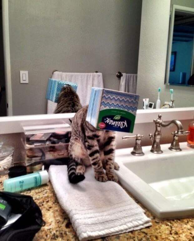 Коты, которых жизнь завела в тупик животные, коты