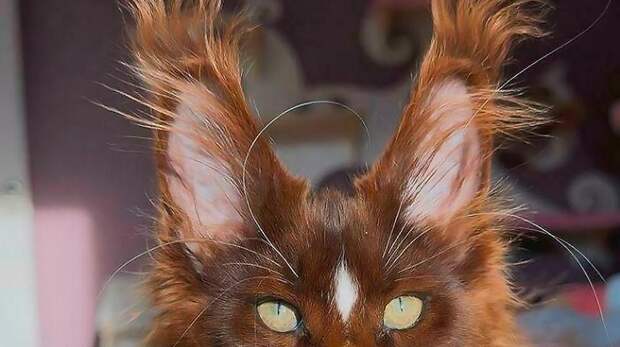 Самые смешные и роскошные кошачьи уши (17 фото)