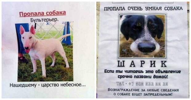 Необычайно забавные объявления о поиске пропавших животных