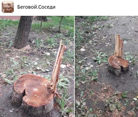 Пень на Беговой аллее удалят до вторника