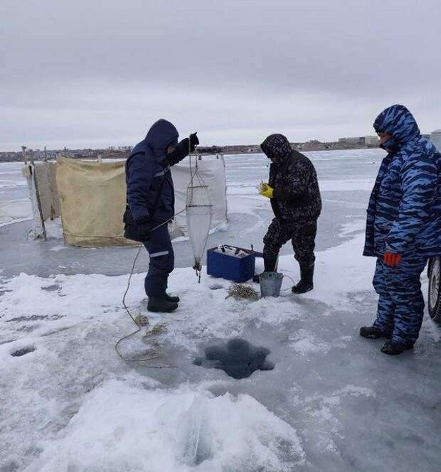 На озере Балхаш провели исследование экосистемы и популяции рыбы