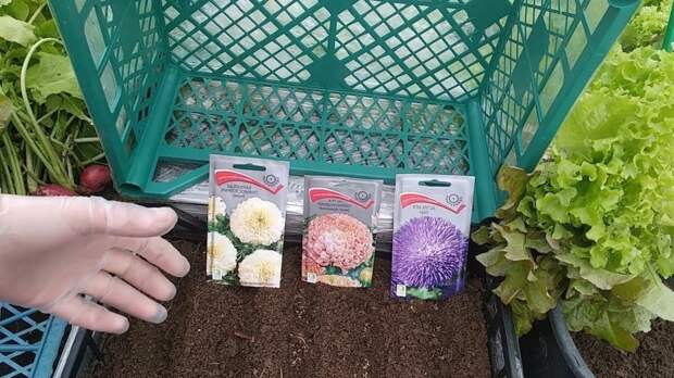 Поверхностный посев как ключевой метод успешного выращивания рассады астр