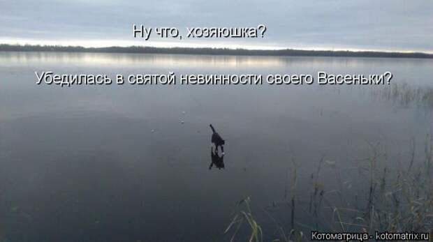 Лучшие котоматрицы недели (50 фото)