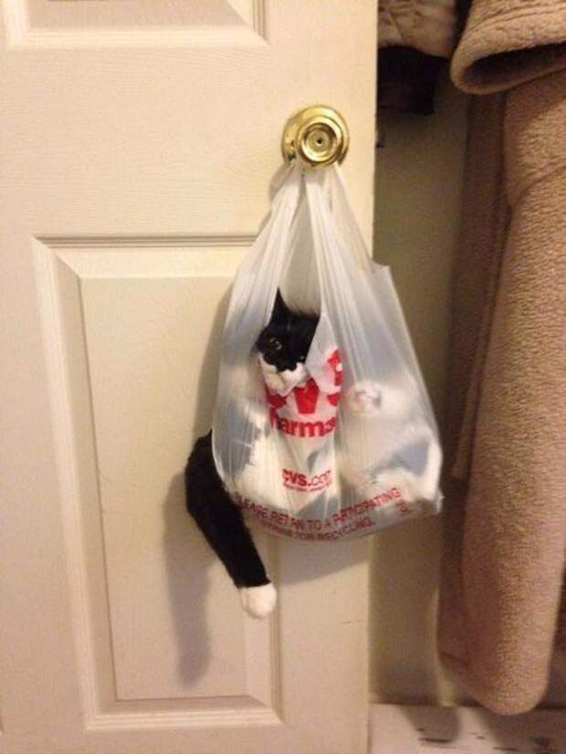 Коты, которых жизнь завела в тупик Коты, которых жизнь завела в тупик животные, коты