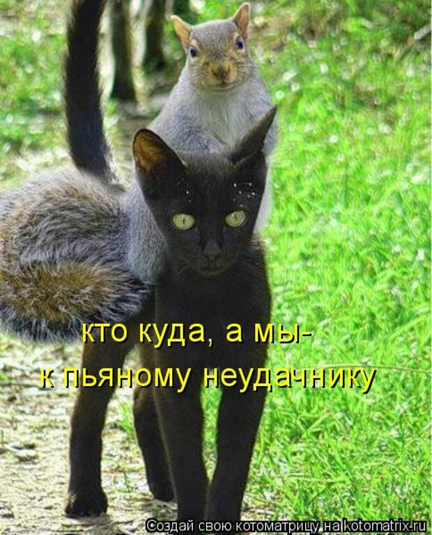 Котоматрица: кто куда, а мы- к пьяному неудачнику