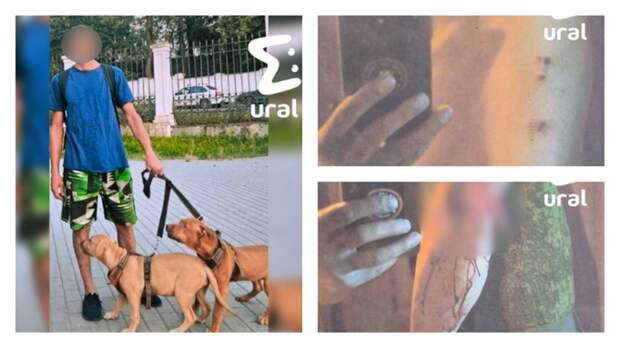 В отношении хозяина питбулей отказались возбуждать дело / Источник фото: Ural Mash