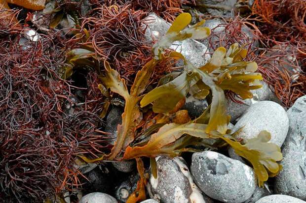 Лекарственное растение Фукус пузырчатый (Fucus vesiculosus)