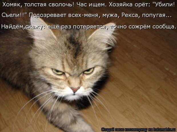 Забавные животные (50 фото)