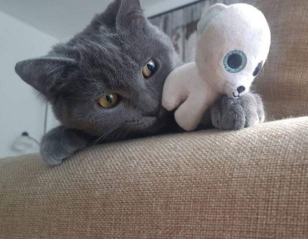 Котенок с игрушкой