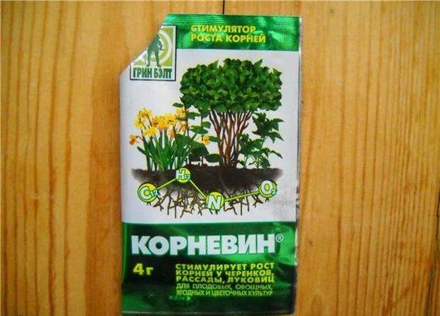 «Корневин» ускорит рост корней