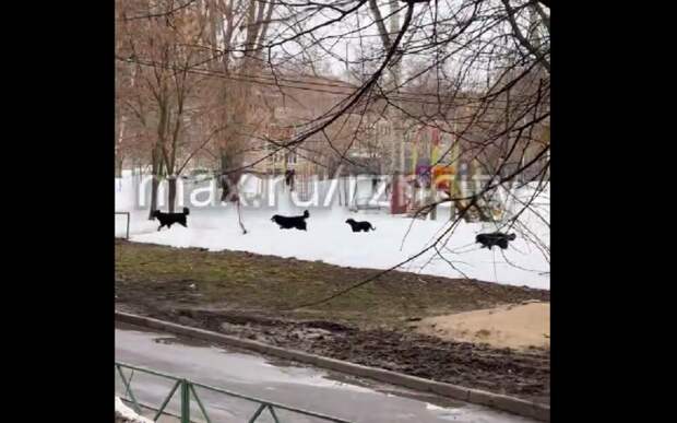 Рязанцы сообщили об опасной стае собак