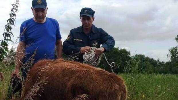 Нелегкая это работа: тульские пожарные спасли упавшего в колодец теленка