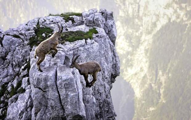 Козлы и горы - высший пилотаж, леденящий душу горные козлы, животные, удивительное, чудо. скалы