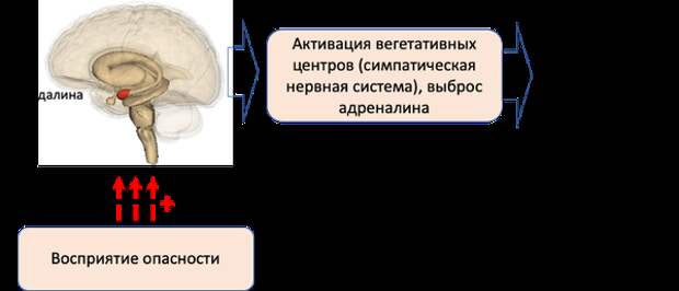 Роль миндалины в формировании рефлекторного ответа на опасность