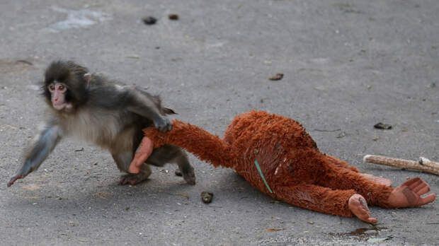 Социальная адаптация: как изменилась жизнь макаки Панча благодаря подружке