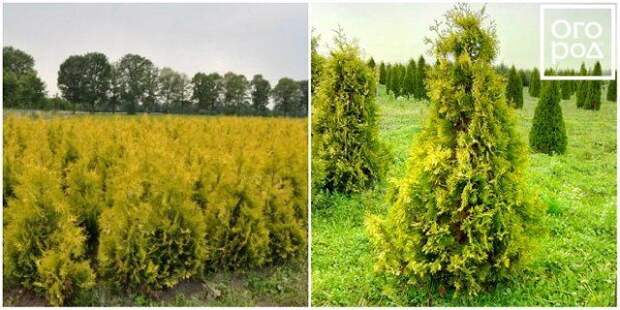 Туя западная Еллоу Риббон