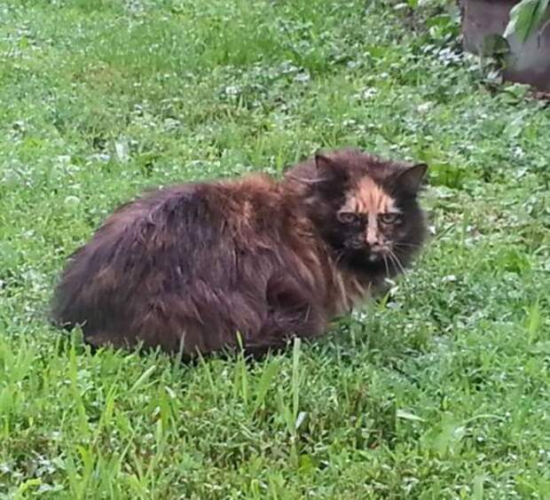 Кошки с причудливым окрасом шерсти коты, кошки, прикольный окрас кошек.