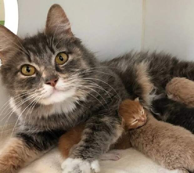 Кошка с потомством Котята с мамой