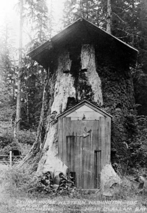 Дом в пне. Клаллам Бэй (Clallam Bay), Западный Вашингтон. | Фото: historylink.org.