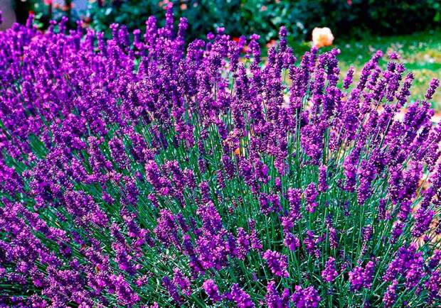 Лекарственное растение Лаванда узколистная (Lavandula angustifolia)