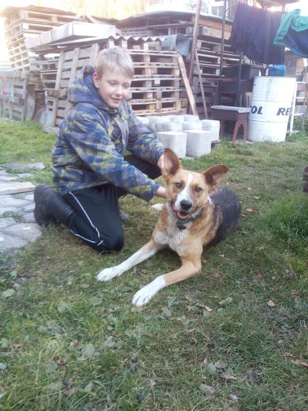 Хозяева не пустили собственного пса домой после прогулки Хозяева не пустили собственного пса домой после прогулки